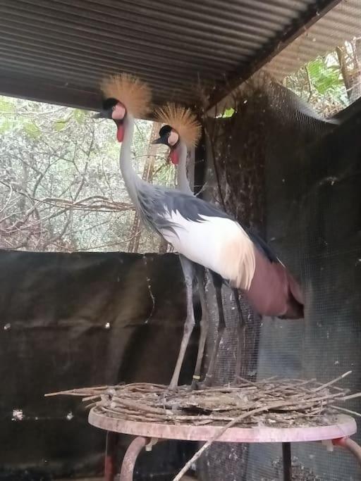 Casa Rural En El Campo Con Animales, Piscina Y Barbacoa Almodovar del Rio Bagian luar foto