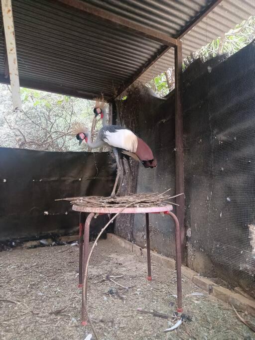 Casa Rural En El Campo Con Animales, Piscina Y Barbacoa Almodovar del Rio Bagian luar foto