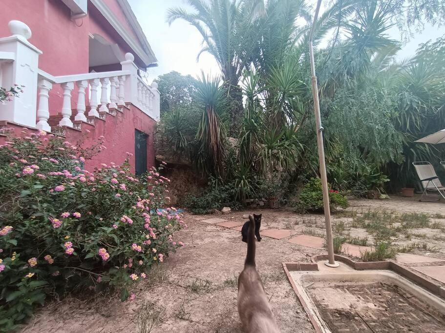 Casa Rural En El Campo Con Animales, Piscina Y Barbacoa Almodovar del Rio Bagian luar foto