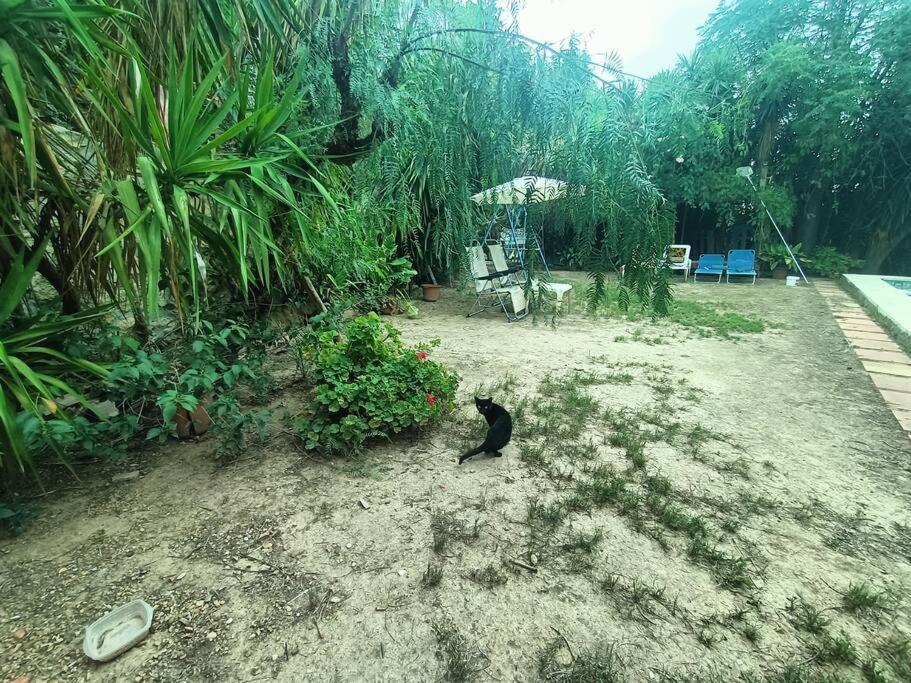 Casa Rural En El Campo Con Animales, Piscina Y Barbacoa Almodovar del Rio Bagian luar foto