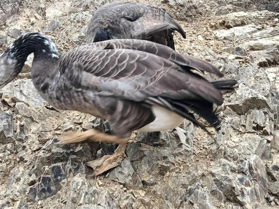 Casa Rural En El Campo Con Animales, Piscina Y Barbacoa Almodovar del Rio Bagian luar foto