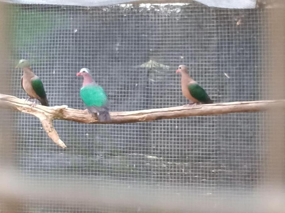 Casa Rural En El Campo Con Animales, Piscina Y Barbacoa Almodovar del Rio Bagian luar foto
